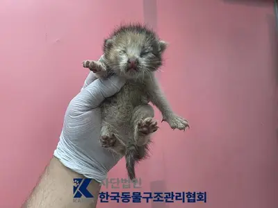 한국 고양이 - 고양이