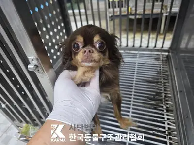 치와와 - 강아지