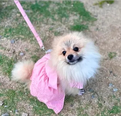 포메라니안 - 강아지