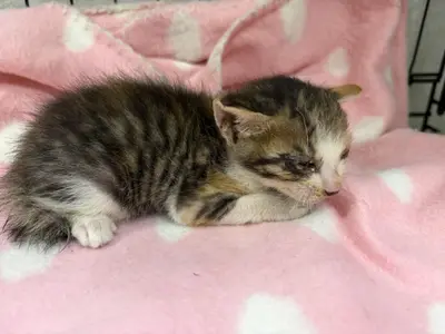 한국 고양이 - 고양이