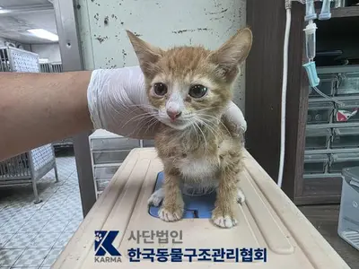 한국 고양이 - 고양이