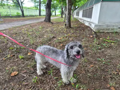 푸들 - 강아지