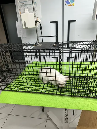 한국 고양이 - 고양이