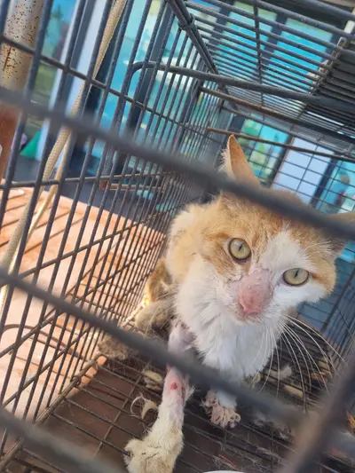 믹스묘 - 고양이