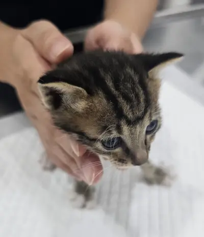 한국 고양이 - 고양이
