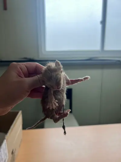 한국 고양이 - 고양이
