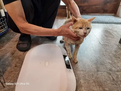 한국 고양이 - 고양이