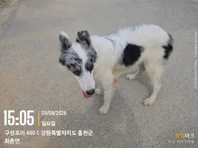 콜리 - 강아지
