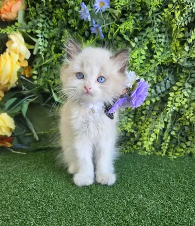 레그돌 - 고양이