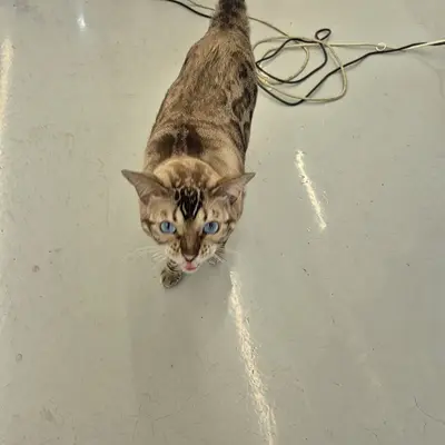 벵갈 - 고양이