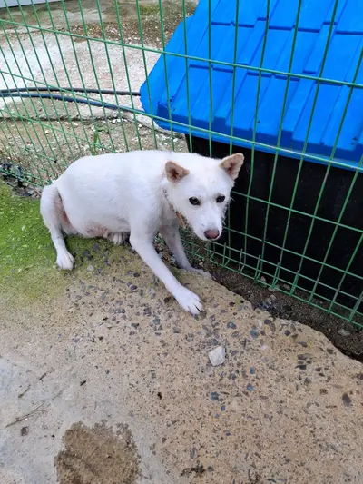 믹스견 - 강아지