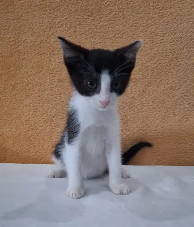 믹스묘 - 고양이