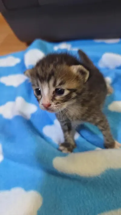 한국 고양이 - 고양이