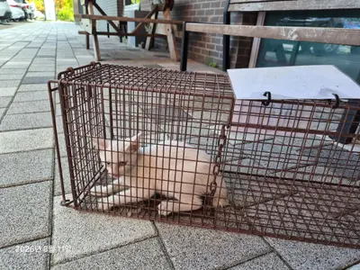 한국 고양이 - 고양이
