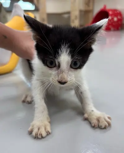 한국 고양이 - 고양이