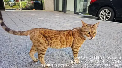 벵갈 - 고양이