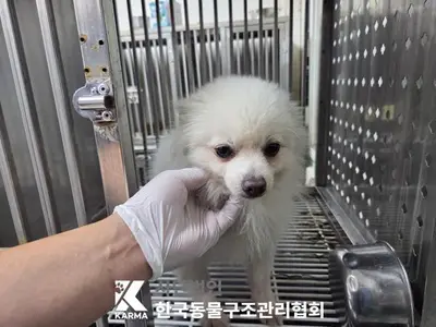포메라니안 - 강아지