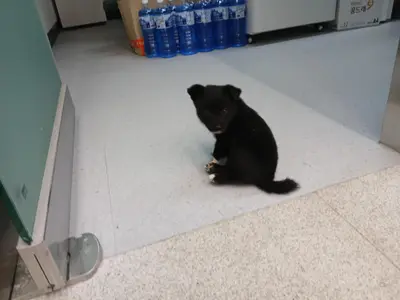 믹스견 - 강아지