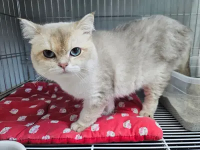 브리티시 쇼트헤어 - 고양이