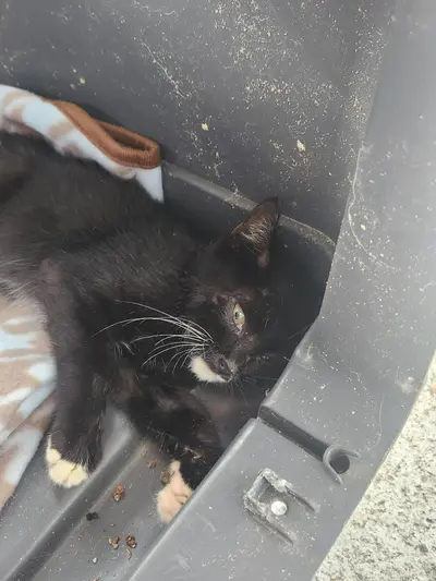믹스묘 - 고양이