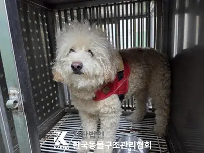 푸들 - 강아지
