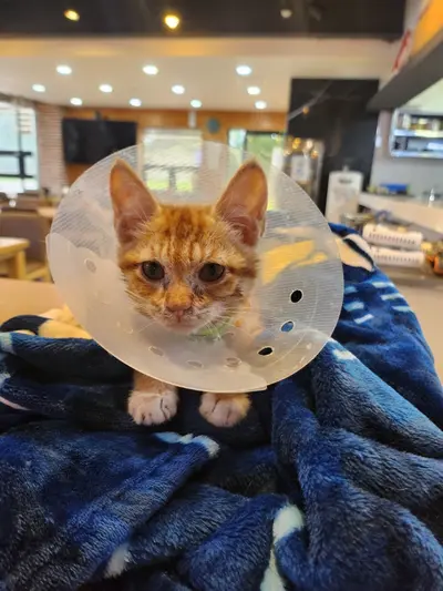 한국 고양이 - 고양이
