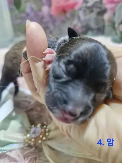 믹스견 - 강아지
