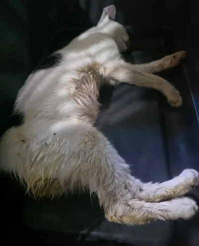 한국 고양이 - 고양이