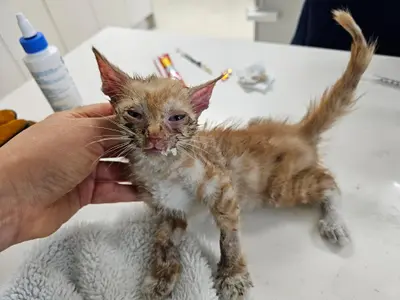 한국 고양이 - 고양이