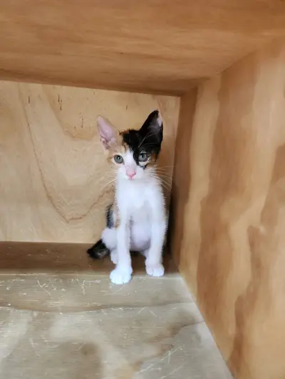 한국 고양이 - 고양이
