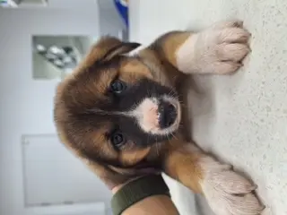믹스견 - 강아지