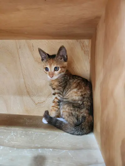 한국 고양이 - 고양이