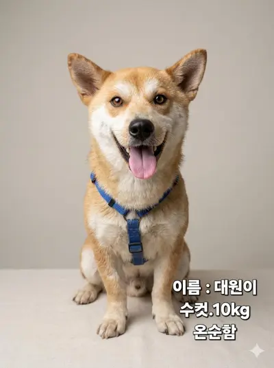 시바견믹스인듯 - 강아지
