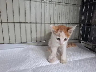 한국 고양이 - 고양이