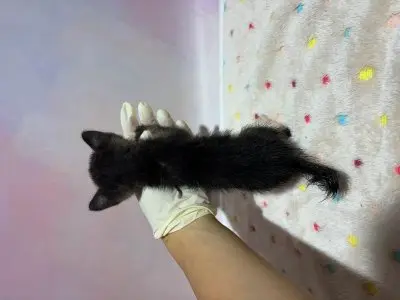 믹스묘 - 고양이