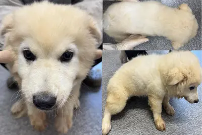 믹스견 - 강아지