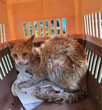 한국 고양이 - 고양이