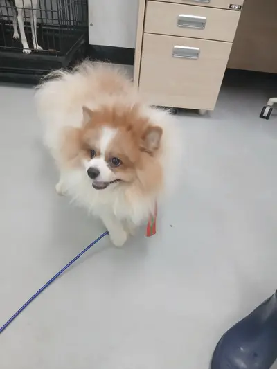포메라니안 - 강아지