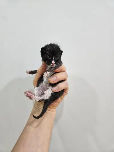 한국 고양이 - 고양이