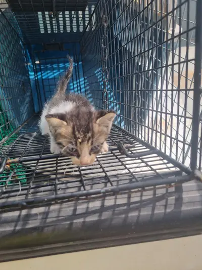 한국 고양이 - 고양이