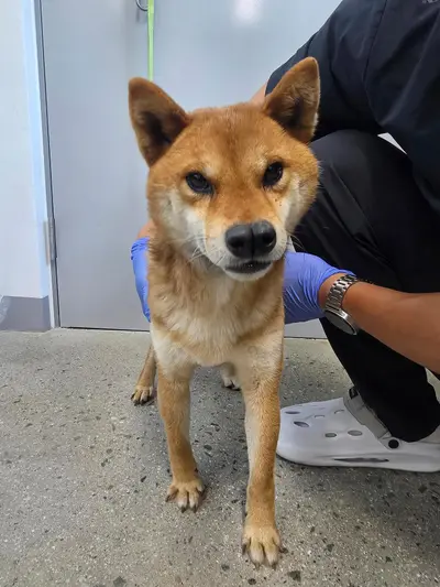 시바 - 강아지