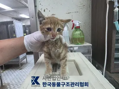 한국 고양이 - 고양이