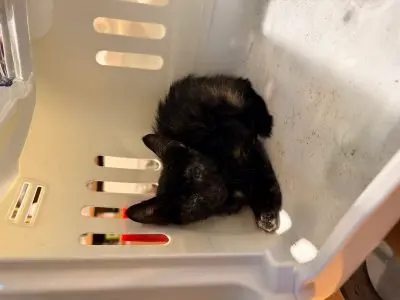 믹스묘 - 고양이