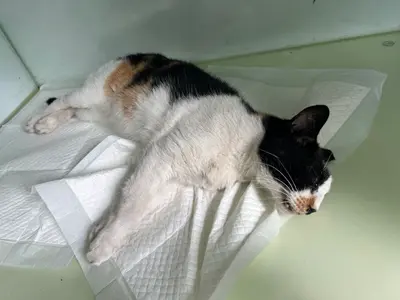 한국 고양이 - 고양이