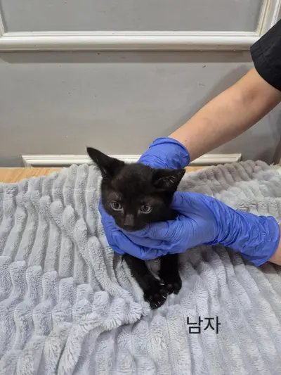 한국 고양이 - 고양이