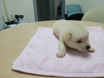 믹스견 - 강아지