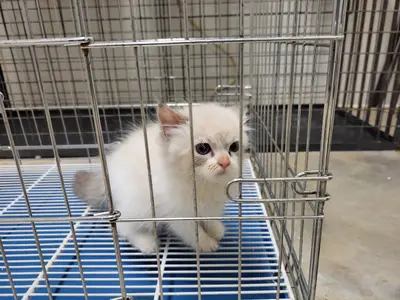 레그돌 - 고양이