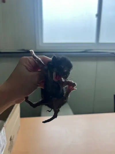 한국 고양이 - 고양이