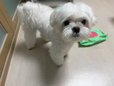 말티즈 - 강아지