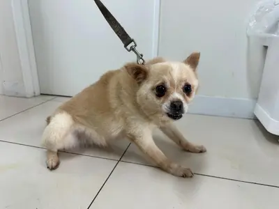 믹스견 - 강아지